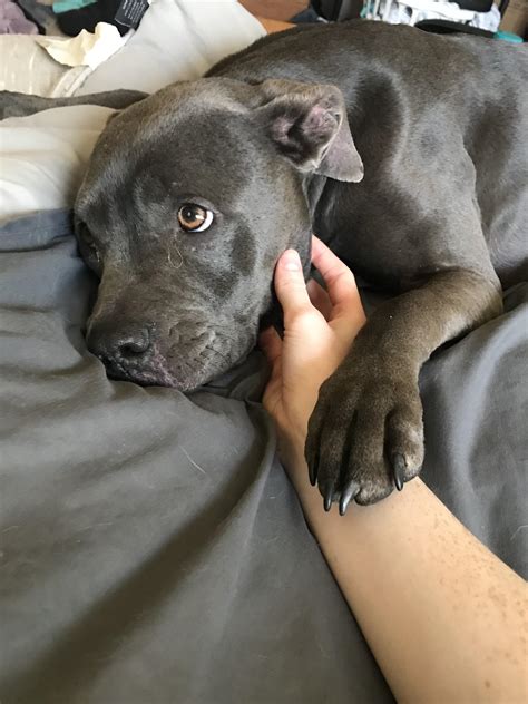 reddit pitbulls